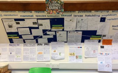 Life Cycle Detectives!